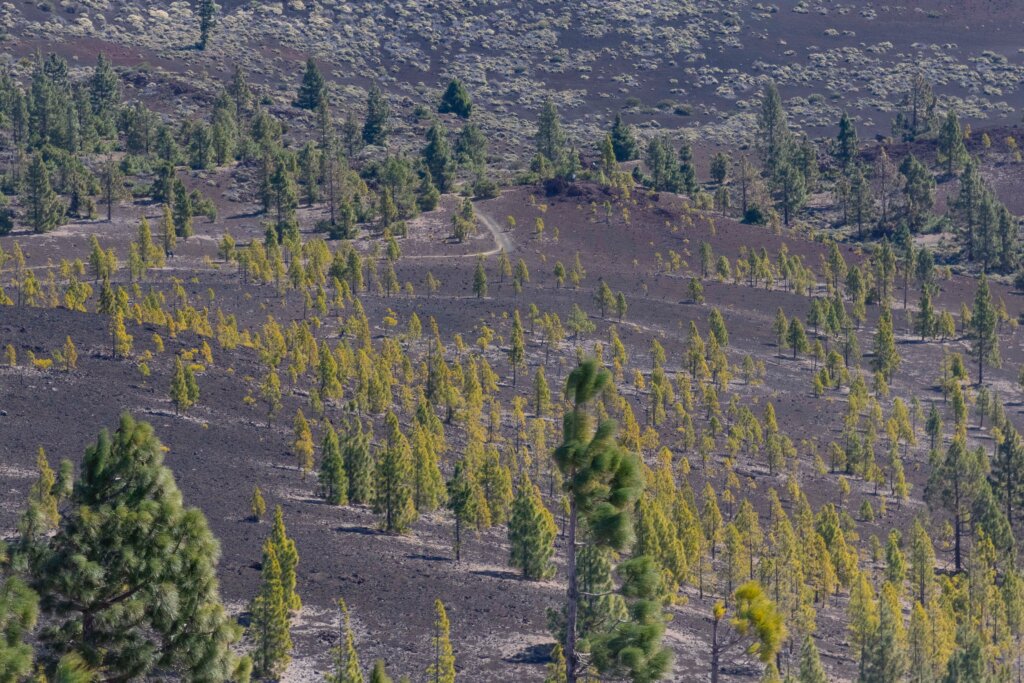 3° CARRERA T. 2025- Pinar de Chío